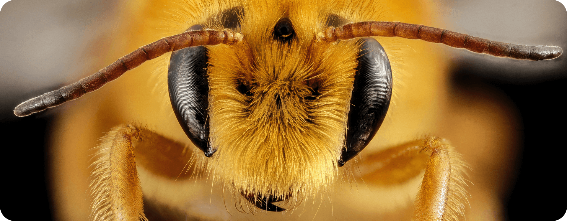 Bee on flower