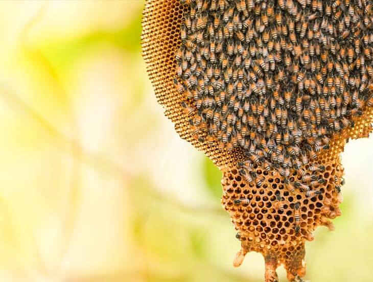 Beehive hanging in tree